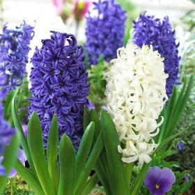 Modro-bílá sada hyacintů - 24 ks
