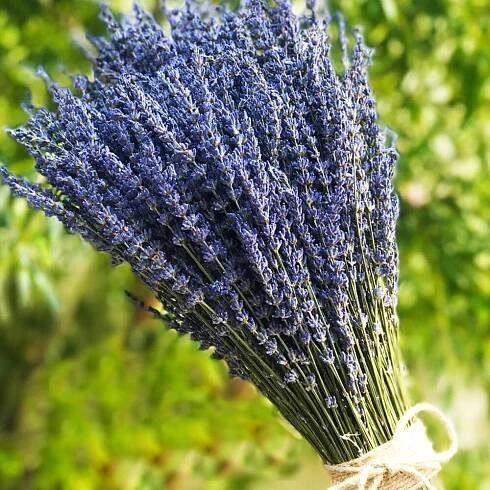 Lavender Herb