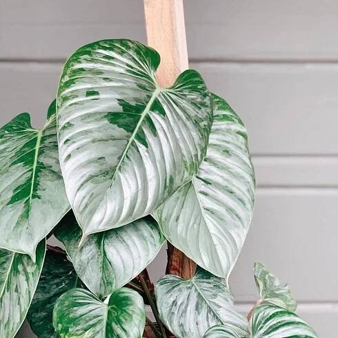Proč je Monstera tak drahá?