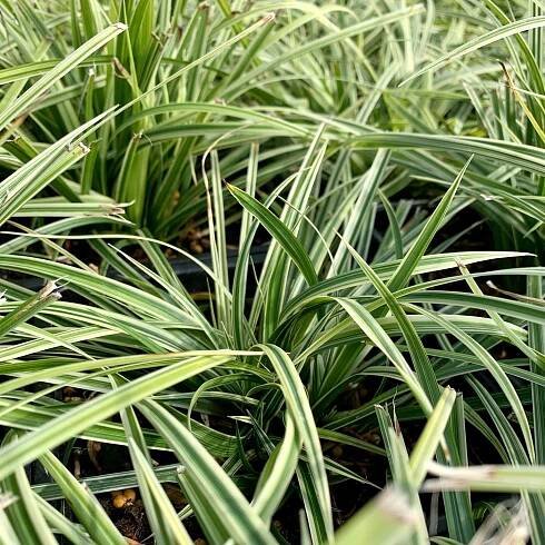 Plants - Norview Gardens Ltd.