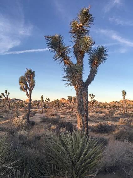 #CaliforniaDreamBig: Joshua Tree.