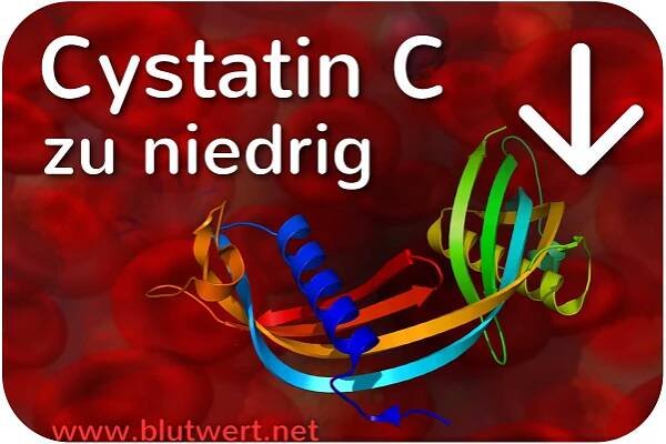 Cystatin C (Blutwert CysC): was sagt der Wert aus?