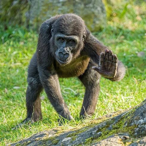 Téměř osmiletý Nuru loudí mléko, ostatním gorilám chybí hlavně návštěvníci