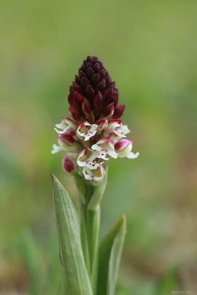 Vstavač osmahlý (Orchis ustulata)