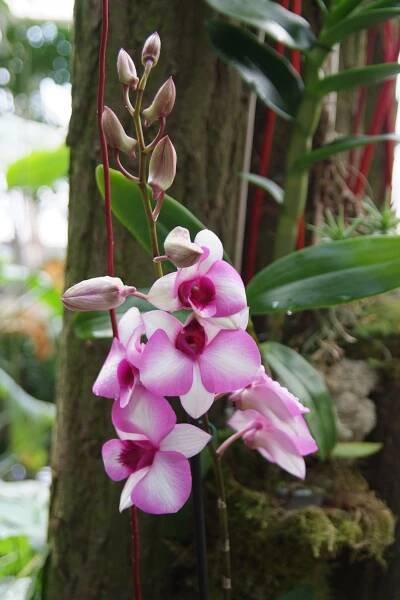 Orchideje, Fata Morgana 8. 3. 2015