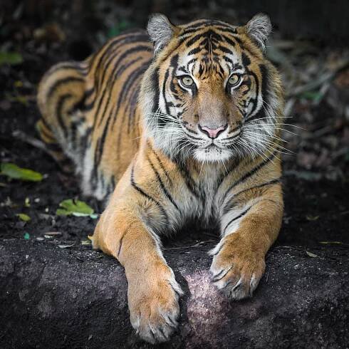 Tigra