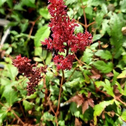 Astilbe arendsii 'Fanal'_2025__K9_17.červenec