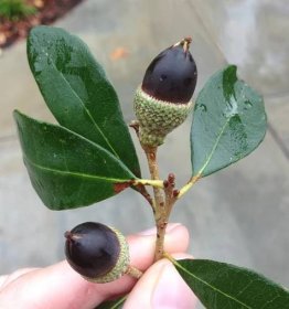 live oak acorn.jpg