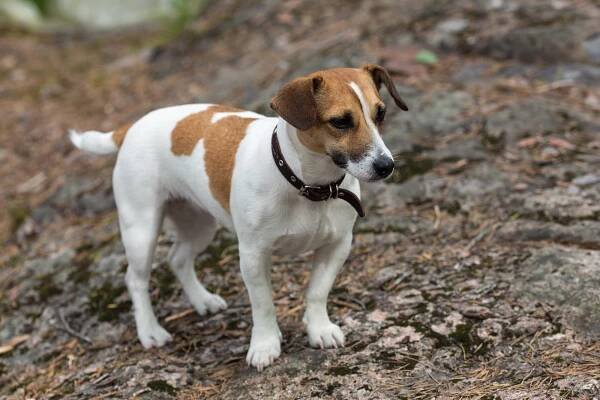 Jack Russell teriér