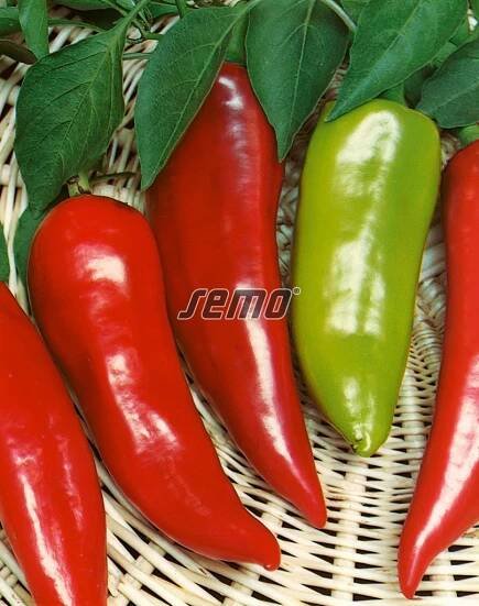 HOBBY, Zelenina - Paprika roční Lydia, 2511
