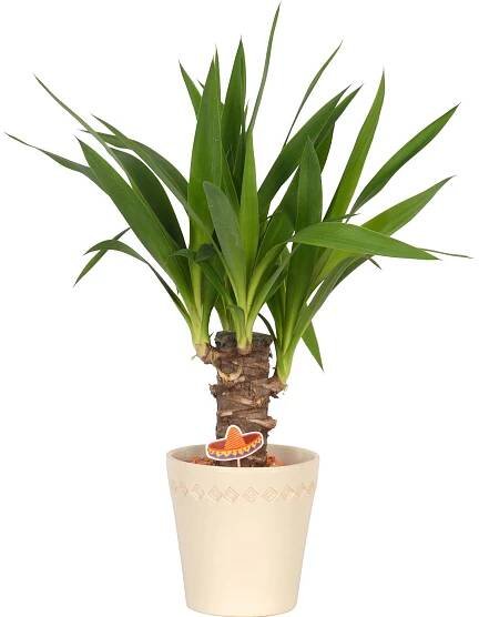 Rostliny z čeledi arekovitých v keramickém květináči o průměru cca 14 cm