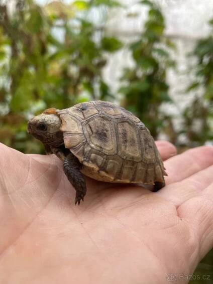 Indotestudo elongata - Zelva podlouhlá