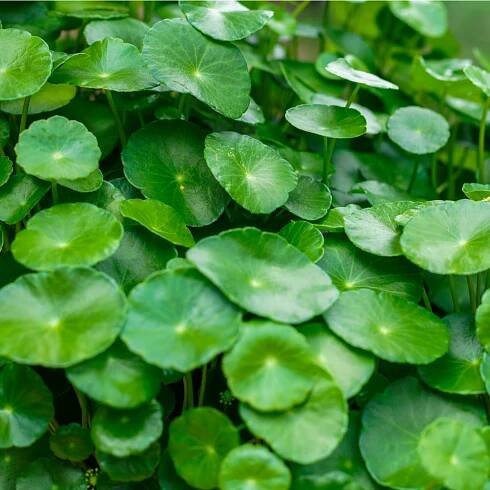 Semínka goty prodej – Gotu Kola – Pupečník Asijský – prodej semen