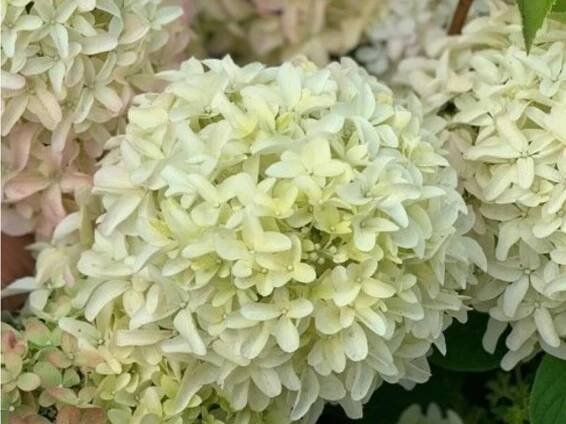 Hortenzie latnatá 'Magical Lime Sparkle®'