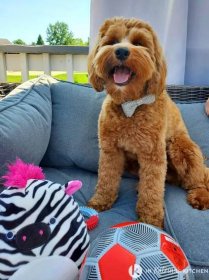 dog sitting outside on a couch smiling with toys