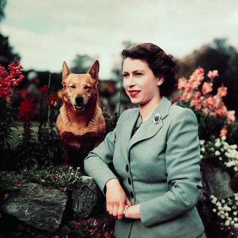 Mladá anglická královna Alžběta II. a jeden z jejích psů corgi na zámku Balmoral, 1952. Od nástupu na trůn v roce 1952 královna podle Sky News vlastnila více než 30 psů tohoto plemene.