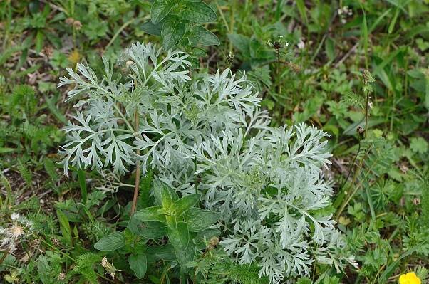 Pelyněk pravý (Artemisia absinthium)