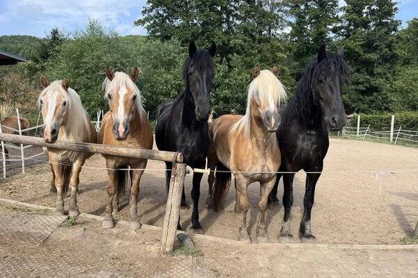 Horse gang foto 1