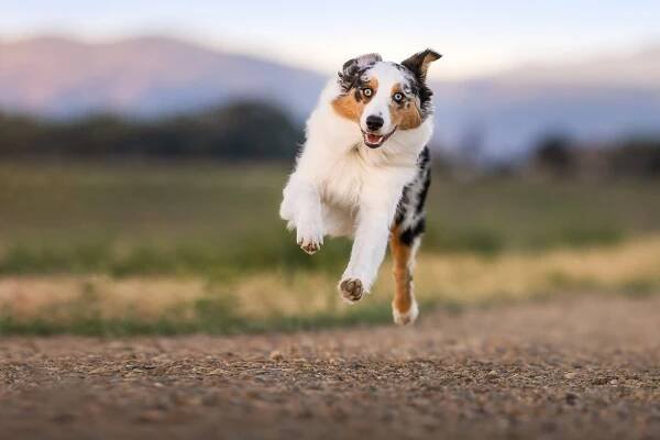Denver Pet Photography Pricing