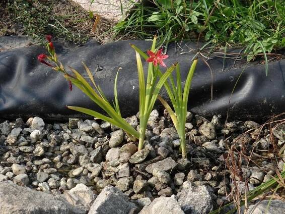 Hesperantha coccinea - eshop, prodej, semena, rostliny, pěstování, fotografie, množení, popis, atd. -> www.rostliny.net