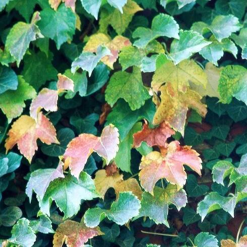 boston ivy leaves detail fall autumn