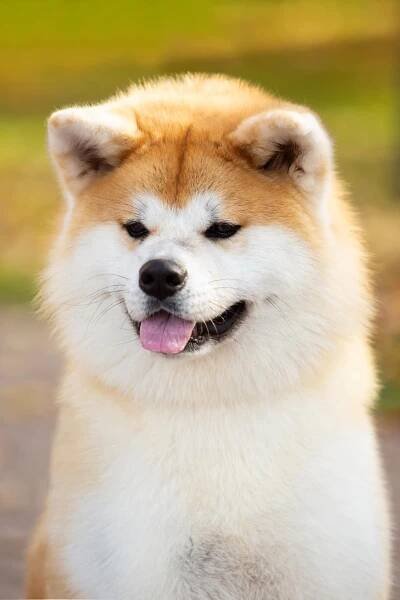 MALES. SHIOMARU Shiba and Akita Inu Kennel