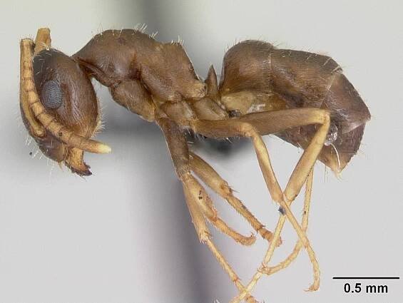 Lasius neglectus - Wikipedia