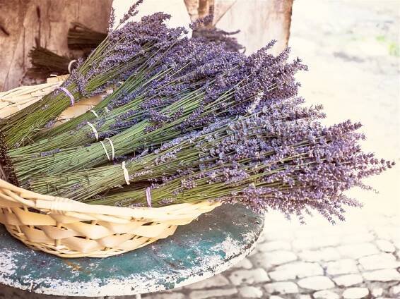 Levandule: Voňavý zázrak z Provence | 100+1 zahraniční zajímavost