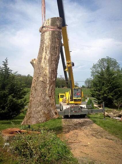Tree Services - Williams Brothers