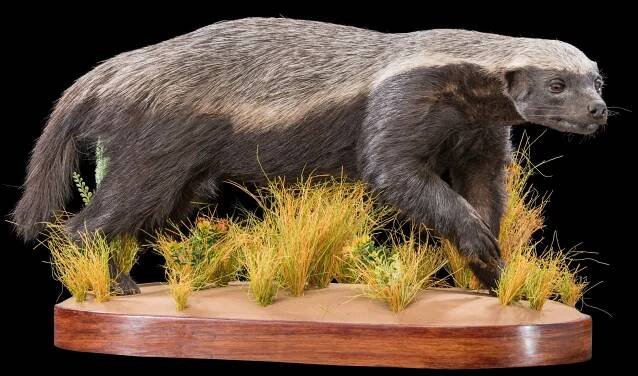 Honey Badger Fullmount 20180801 71222