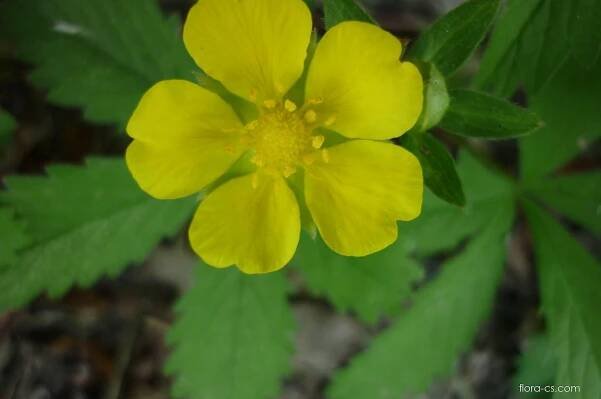 Mochna plazivá (Potentilla reptans)