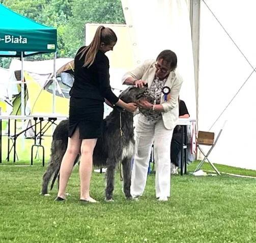 Irský Vlkodav CHS Mes amis de Mafinns - Irish wolfhound breeder 