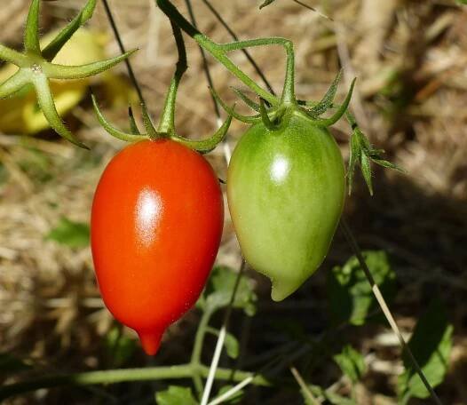 Solanum lycopersicum L. - Portale della Flora d'Italia / Portal to the Flora of Italy