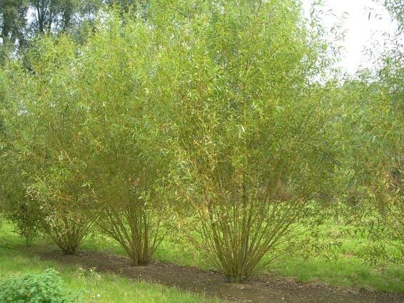 Salix viminalis | vrba košíkářská - Van den Berk Školky