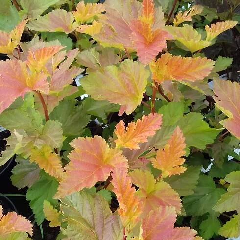 Physocarpus opulifolius 'Magic Ball®' 40-60 VKR4L