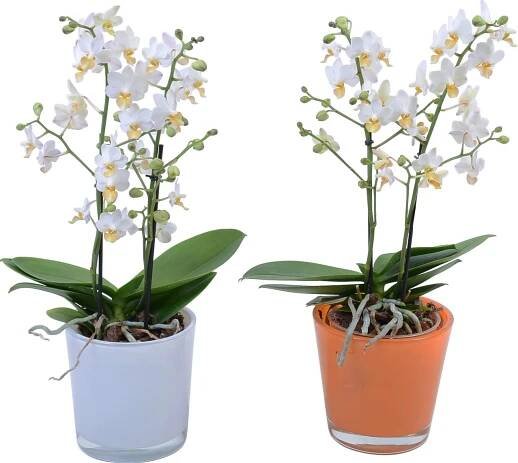 Orchidej Phalaenopsis Lius Triprince 2výhonková ve skleněné nádobě