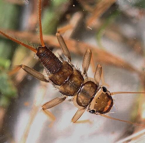 Acroneuria evoluta