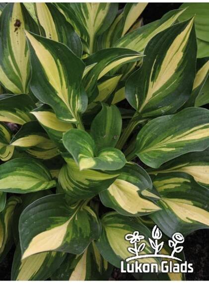 Hosta LAKESIDE LITTLE TUFT - bohyška, funkie
