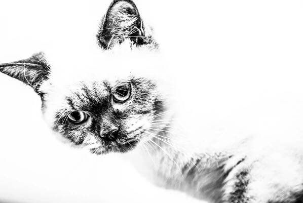 Cat Photography | Simon Kane Photography | Stunning Images To Last A Lifetime