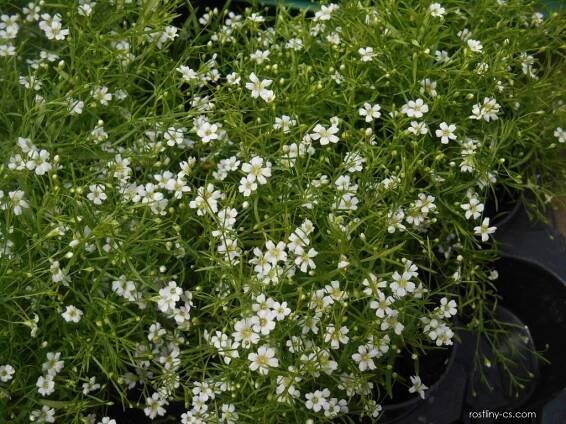 ater ozdobn - Gypsophila elegans