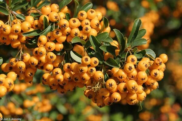 Pyracantha coccinea – hlohyně šarlatová