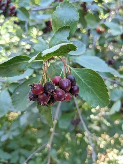 Amelanchier ́Martin ́ (Muchovník)