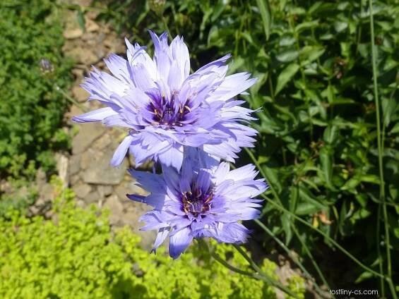 Poblekla modrá - Catananche caerulea