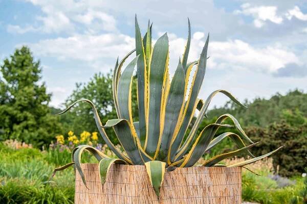 How to Grow a Century Plant