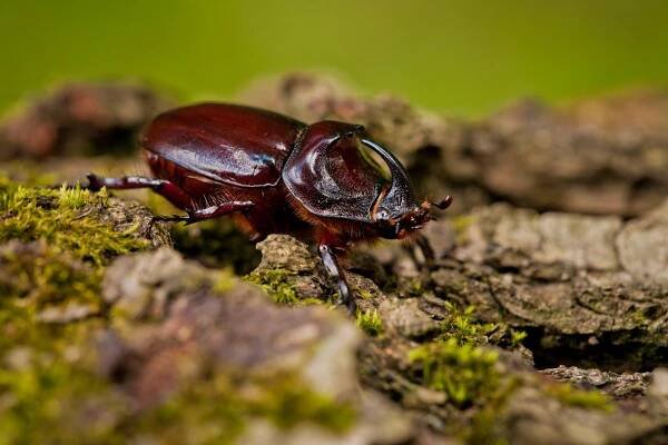Nosorožík kapucínek (Oryctes nasicornis)
