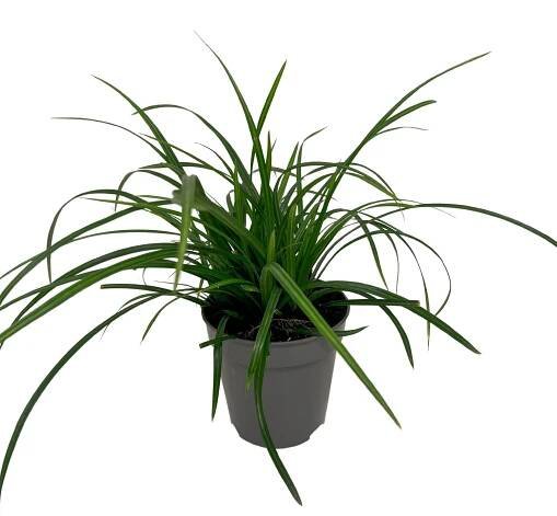 Show details for Carex morrowii Irish Green 13cm