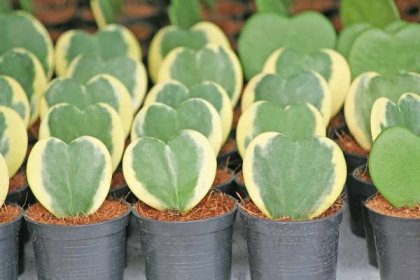 Pokojové rostliny můžete pěstovat i na prodej. Některé se prodávají za slušné peníze, na snímku Hoya, kultivar Sweetheart (Foto: Shutterstock)