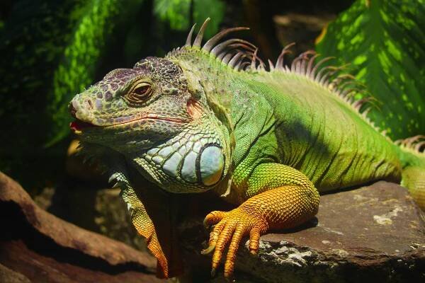 Základová fotografie na téma biodiverzity, cyclura nubila, detail, divočina, divoké zvíře, divoký plaz, dsc rx100 m7, exotické