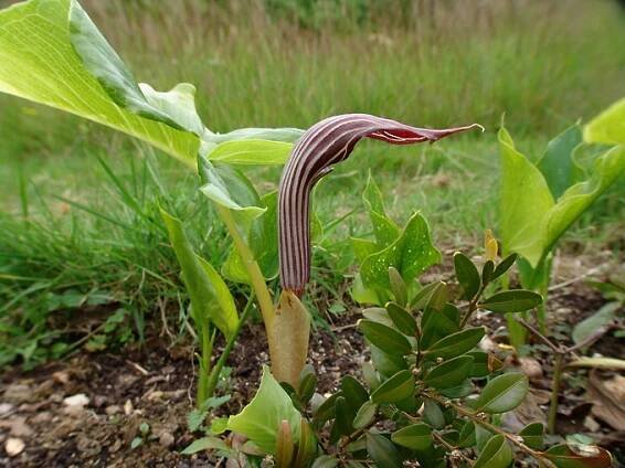 Arisaema fargesii (arizéma Fargesova) | BioLib.cz