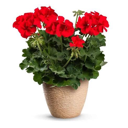 Pelargonium peltatum x zonale pac.TWOinONE® ´Scarlet Kiss´ , Muškát, K7